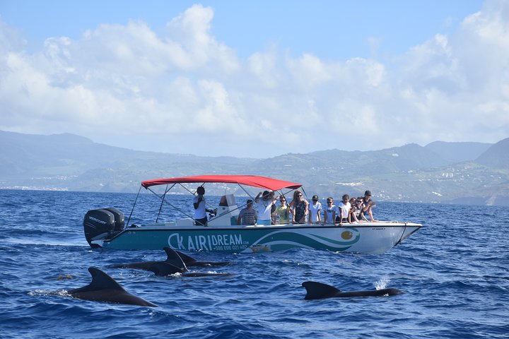 Martinique : Observation des dauphins et snorkeling