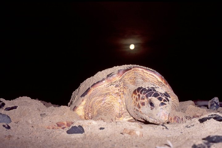 Turtle Watching Adventure