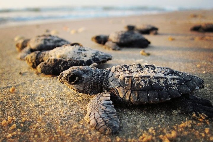 Turtle Watching Adventure