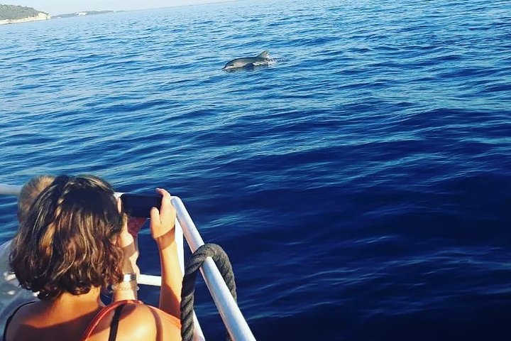 Dolphin Watching & Sunset Boat Tour With Drinks & optional Dinner