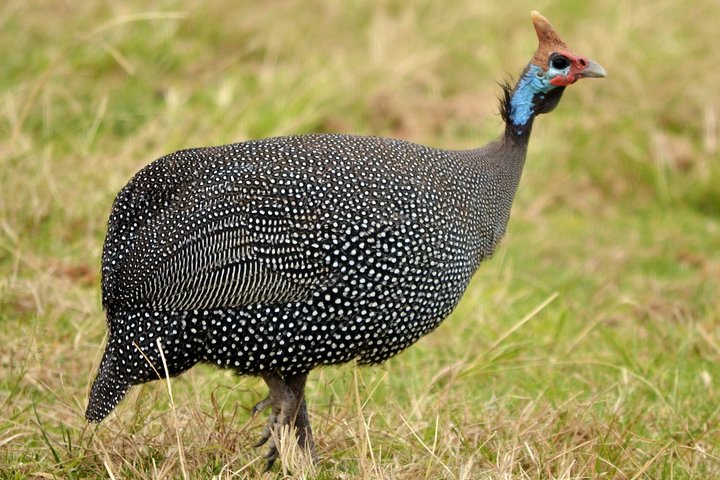 8 Days, 7 Nights Safari – Lake Nakuru, Maasai Mara, Naivasha and Amboseli Park