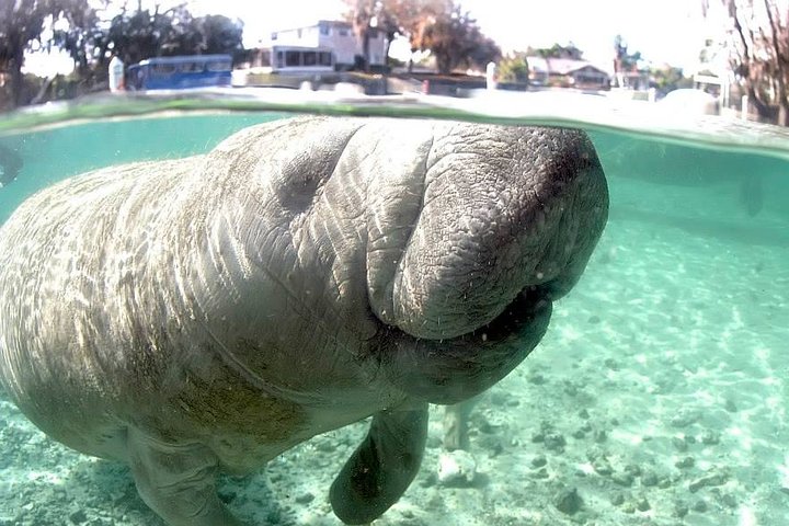 Most Popular 3hr Manatee Swim Tour + In-Water Guide!