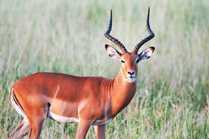 8 Days, 7 Nights Safari – Lake Nakuru, Maasai Mara, Naivasha and Amboseli Park