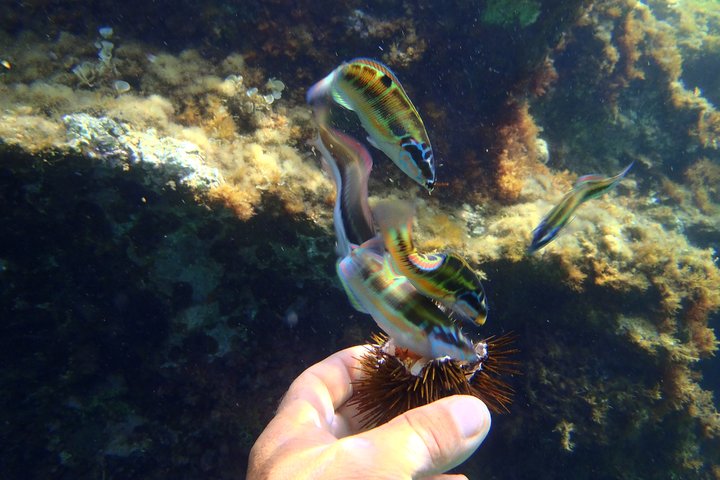 Tropea & Capo Vaticano Boat Tour with Snorkeling. Up to 12 Guests