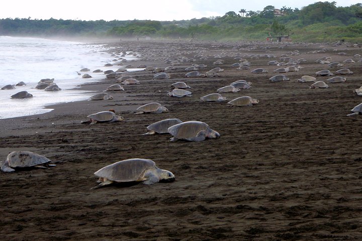 Turtle Tour Near Samara Beach