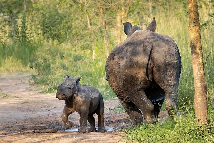 Ziwa Rhino Walking Safari Experience