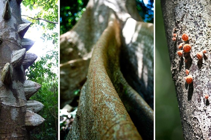 Samara Trails in Werner Sauter Biological Reserve