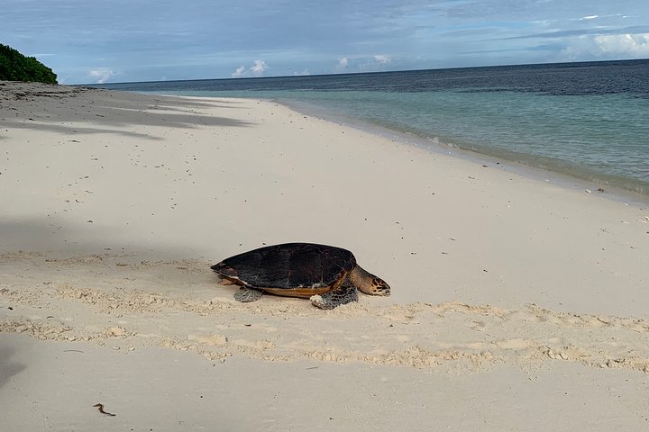 Seychelles Island Tour (PRIVATE 4 hours or 8 Hours)