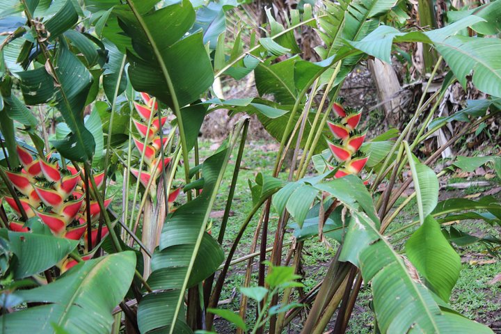 The Best of Saint Lucia Tour