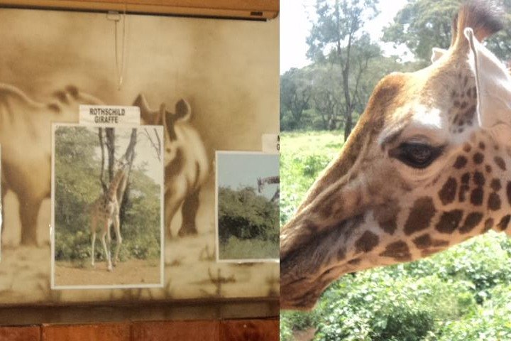 Tour to Giraffe Center from Nairobi