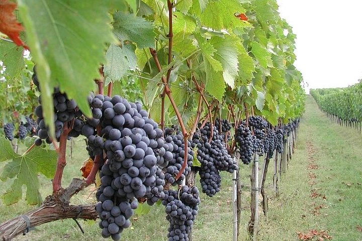 Private 6-Hour Tour of Three Etna Wineries with food&wine tasting