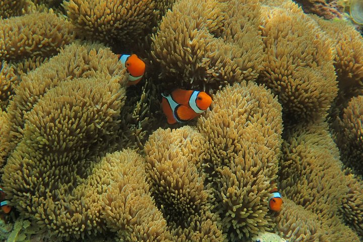 Iriomote Island 1-Day Snorkeling & Mangrove SUP or Canoe