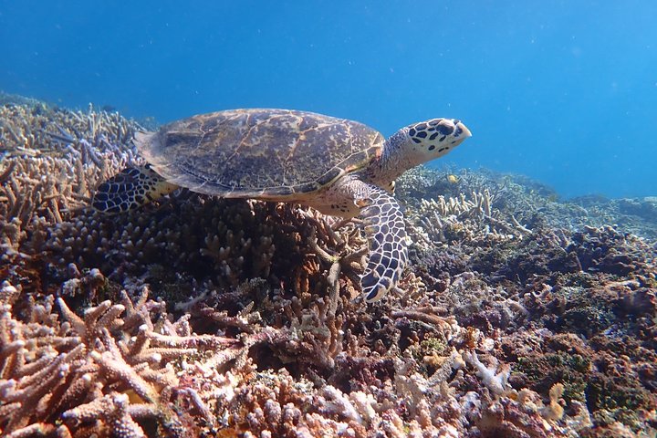 Iriomote Island 1-Day Snorkeling & Mangrove SUP or Canoe