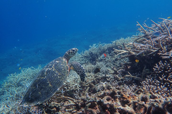 Iriomote Island 1-Day Snorkeling & Mangrove SUP or Canoe