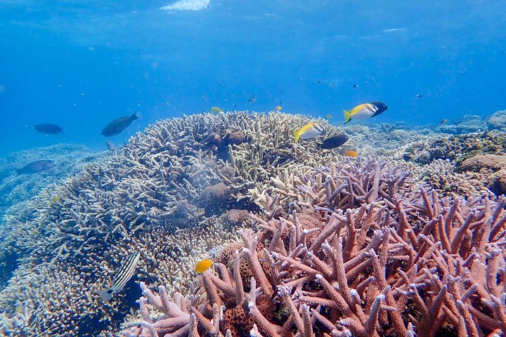 Iriomote Island 1-Day Snorkeling & Mangrove SUP or Canoe