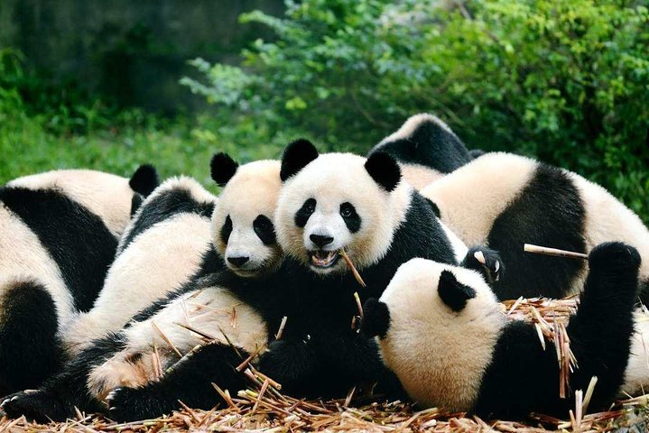 Private Chengdu Highlights Day Trip: Panda Base and City from Chongqing by Train