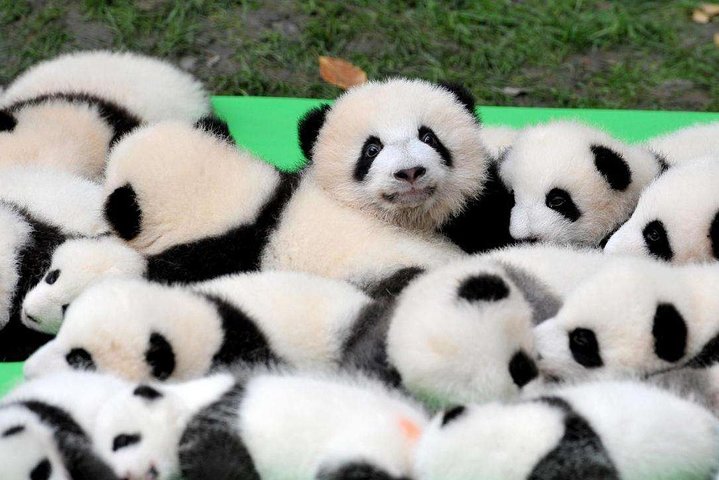 Private Chengdu Highlights Day Trip: Panda Base and City from Chongqing by Train