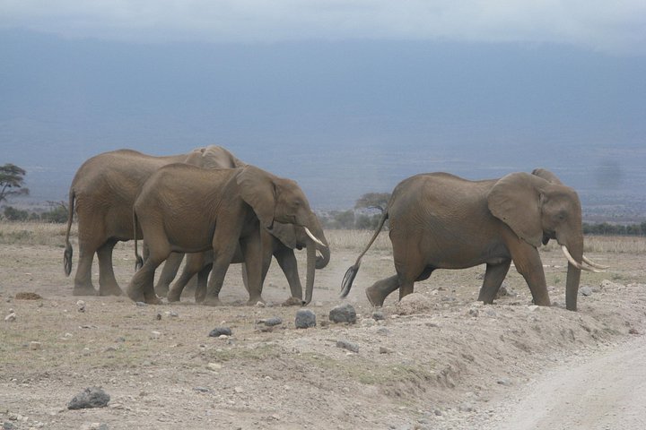 2 Days 1 Night tour to the Amboseli National Park.