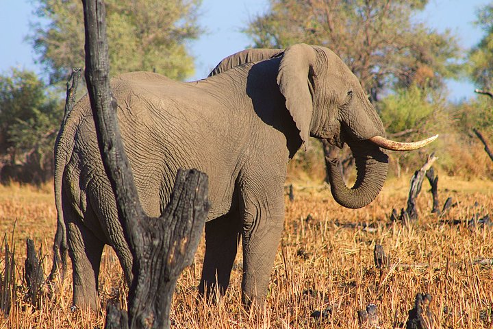 Moremi One Day Game Drive Safari