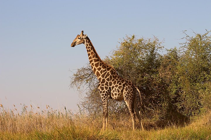 Moremi One Day Game Drive Safari