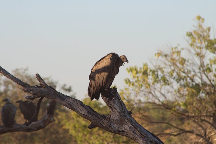 Moremi One Day Game Drive Safari
