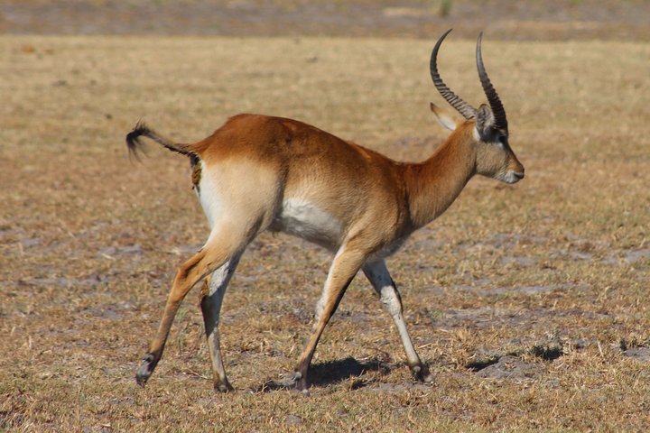 Moremi One Day Game Drive Safari