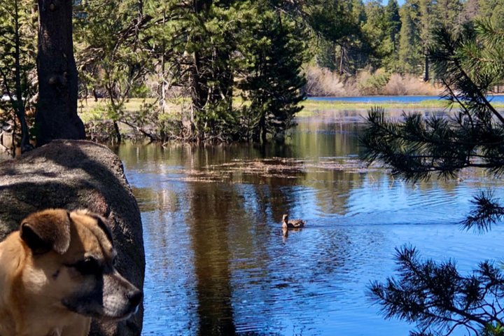 Big Bear Jeep off-road tour with Hike to Bluff Lake Reserve