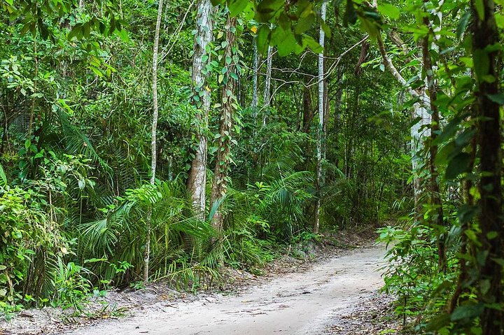 Ngezi Forest Tour