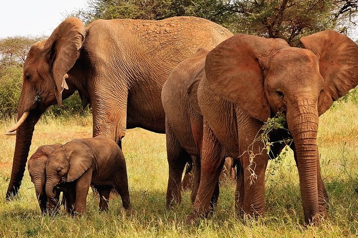 2-Day Safari in Taita Hills from Mombasa