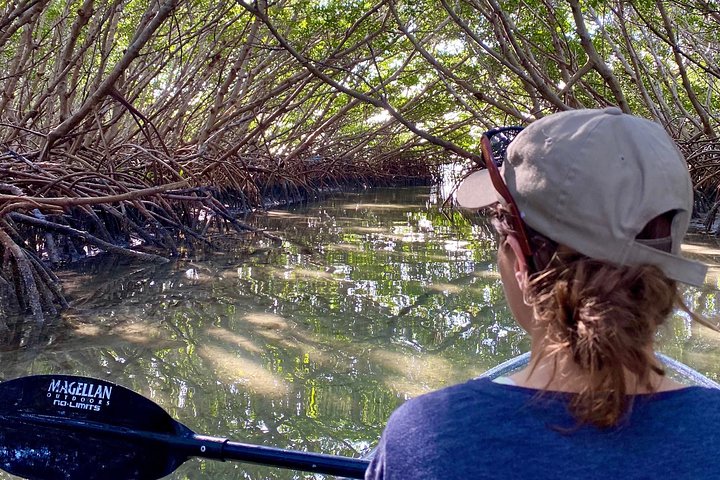 Clear Kayak Tour of Shell Key Preserve and Tampa Bay Area
