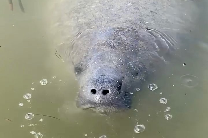 Clear Kayak Tour of Shell Key Preserve and Tampa Bay Area