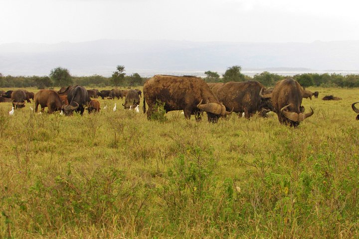 Lake Nakuru Day Trip Safari – & Optional Lake Naivasha Boat
