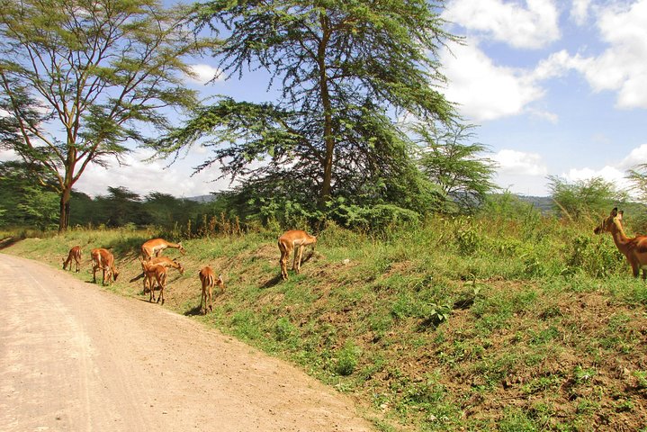 Lake Nakuru Day Trip Safari – & Optional Lake Naivasha Boat