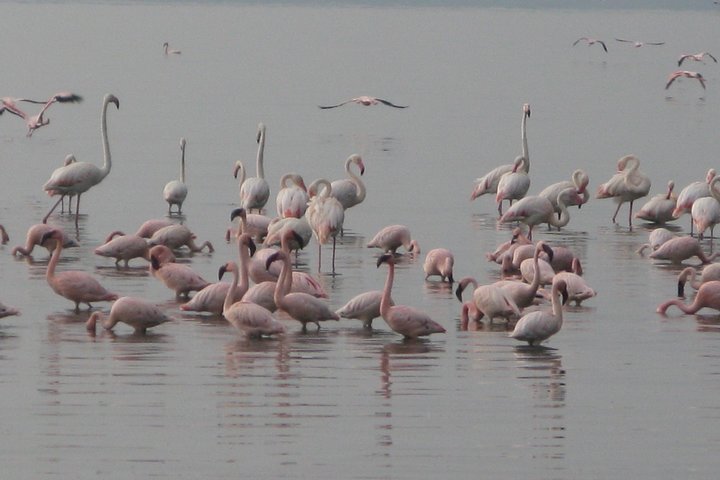 2 Days 1 Night tour to the Amboseli National Park.