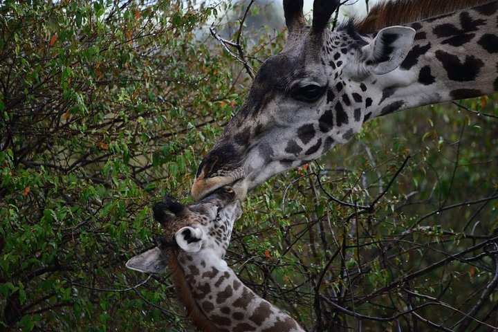 2 Days 1 Night tour to the Amboseli National Park.