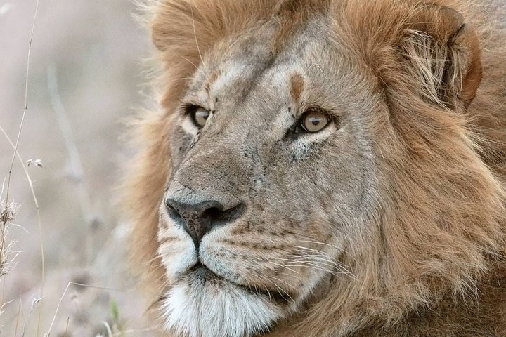 2 Days 1 Night tour to the Amboseli National Park.
