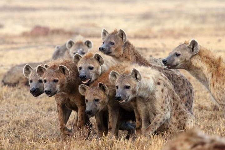 2 Days 1 Night tour to the Amboseli National Park.
