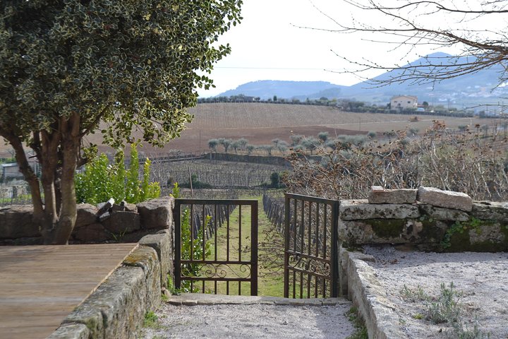Douro Valley Small-Group Wine Tour: 2 Wineries, Cruise & Lunch