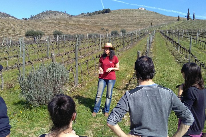 Douro Valley Small-Group Wine Tour: 2 Wineries, Cruise & Lunch