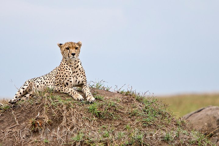 4 Days, 3 Nights Safari – Lake Nakuru and Maasai Mara Safari