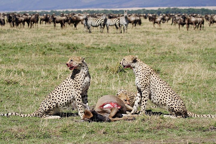 8 Days, 7 Nights Safari – Lake Nakuru, Maasai Mara, Naivasha and Amboseli Park