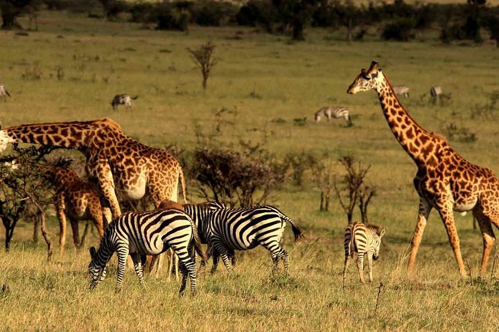 4 Days, 3 Nights Safari – Lake Nakuru and Maasai Mara Safari