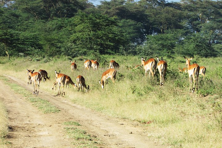 4 Days, 3 Nights Safari – Lake Nakuru and Maasai Mara Safari