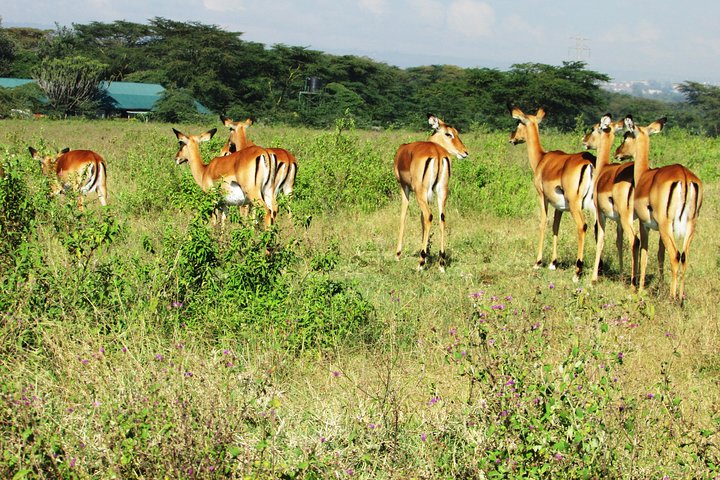 4 Days, 3 Nights Safari – Lake Nakuru and Maasai Mara Safari