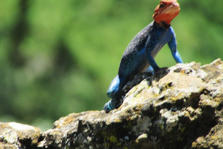 Lake Nakuru Day Trip Safari – & Optional Lake Naivasha Boat