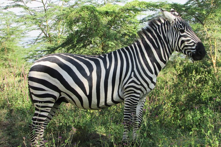 4 Days, 3 Nights Safari – Lake Nakuru and Maasai Mara Safari