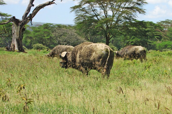 4 Days, 3 Nights Safari – Lake Nakuru and Maasai Mara Safari