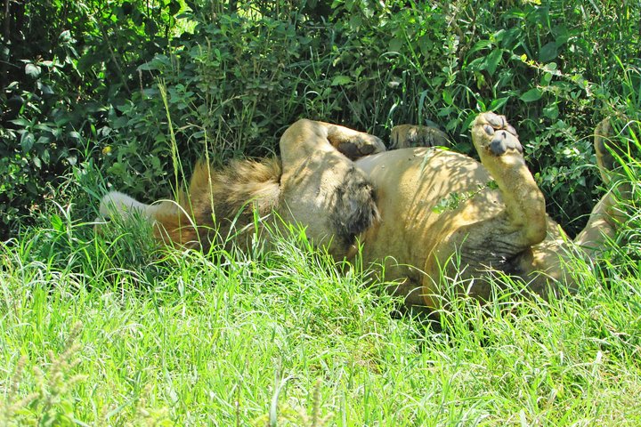 4 Days, 3 Nights Safari – Lake Nakuru and Maasai Mara Safari