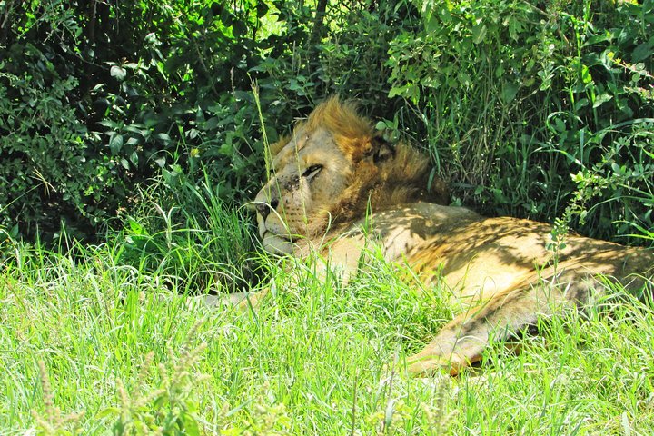 4 Days, 3 Nights Safari – Lake Nakuru and Maasai Mara Safari