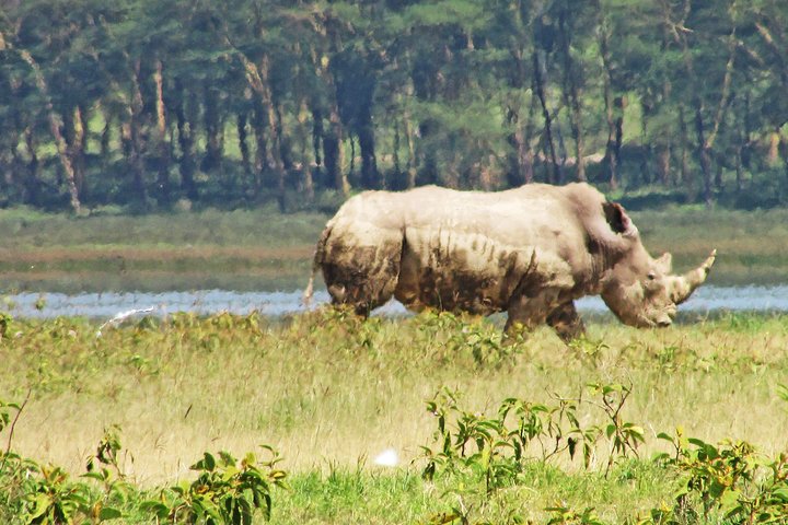 4 Days, 3 Nights Safari – Lake Nakuru and Maasai Mara Safari